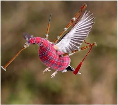 A very rare sight in #Scotland - a flying Haggis! | Anything Scottish | Pinterest | Scotland ...