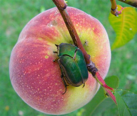 Green June Beetle Diet: Everything You Need to Know - EatHappyProject