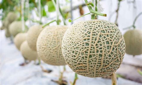 Muskmelon vs Cantaloupe: Is There a Difference? - A-Z Animals