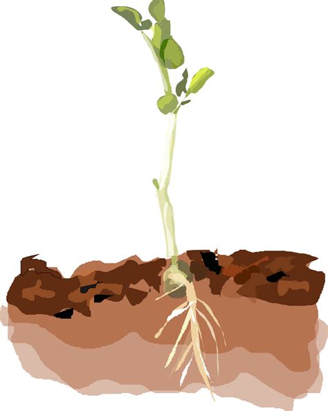 Roots clipart plant root, Roots plant root Transparent FREE for ...