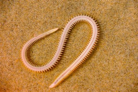 Sand Worm | Some sort of a segmented worm (annelid) that was… | Flickr