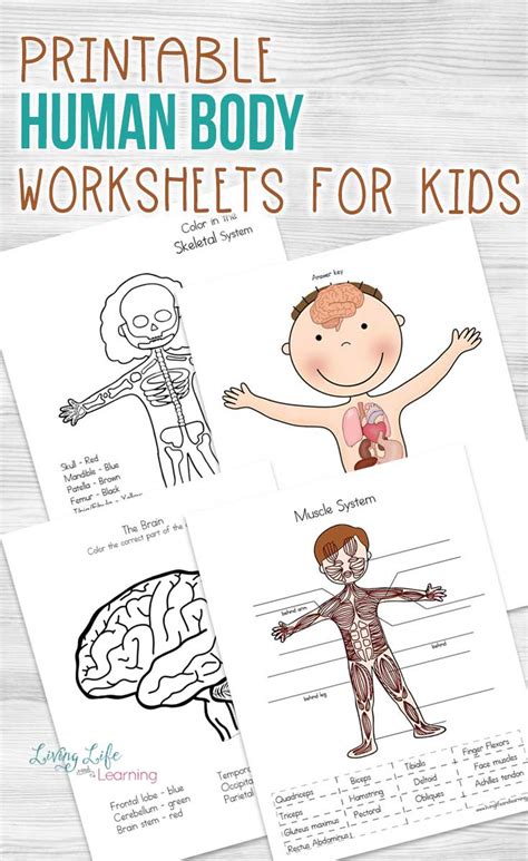 Grade 5 Science Worksheets Human Body