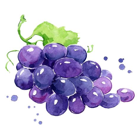 Premium Vector | Grapes watercolor painting hand painted