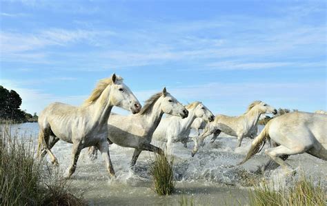 Meet The Camargue Horse, One Of The Oldest Breeds In The World