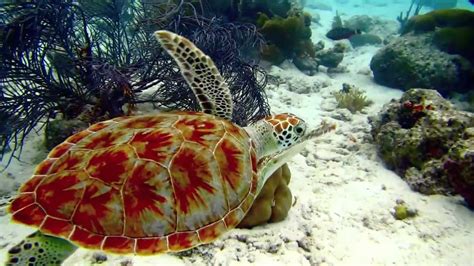 Diving & Exploring the Bonaire Marine Park, part 2 - YouTube