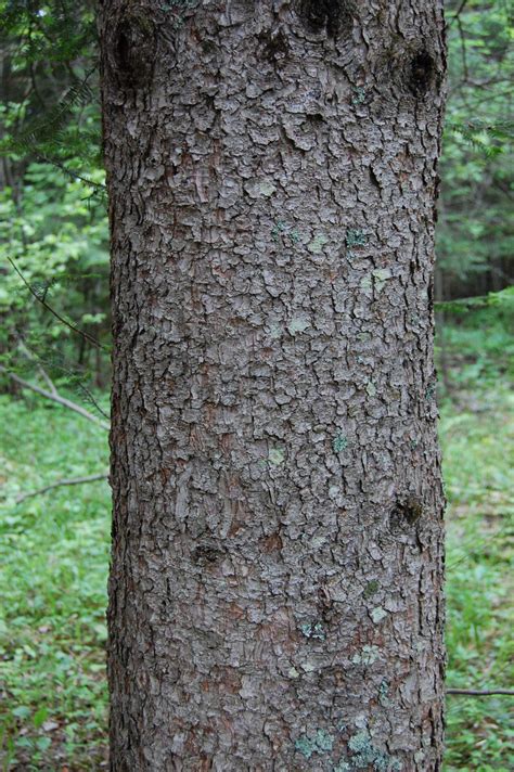 White Spruce (Picea glauca) Tree Facts, Habitat, Uses, Pictures