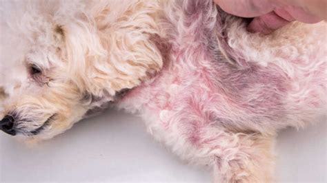 Are Dog Skin Infections Contagious To Other Dogs