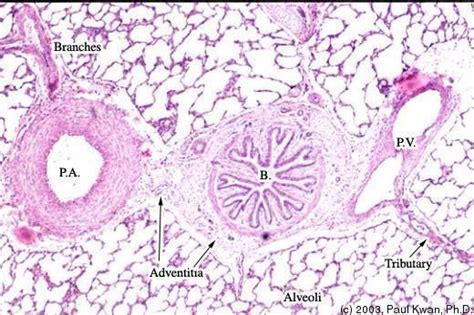 Lung - Pulmonary Vein, Artery and Bronchus in Calf - Histology - Niche ...