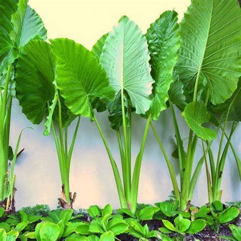 Alocasia 'Giant Elephant Ears' 6" Pot - Hello Hello Plants