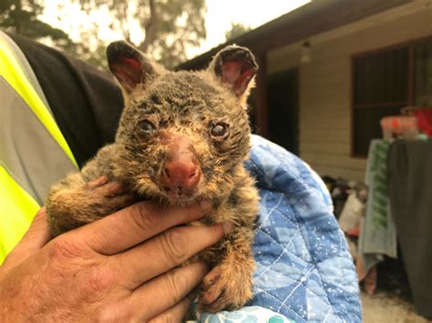 Australia wildfires: Animals in peril across the country