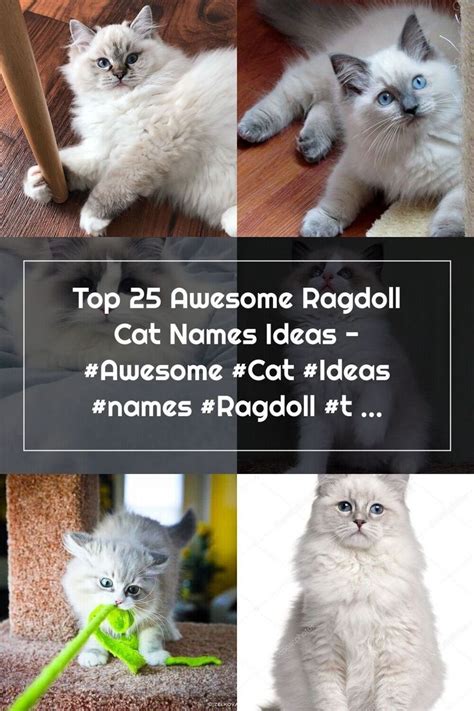 Top 25 Awesome Ragdoll Cat Names Ideas - #Awesome #Cat #Ideas #names # ...