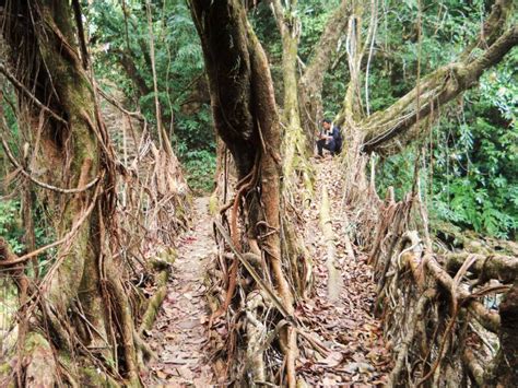 India's Living Root Bridges Could Be The Future of Green Design