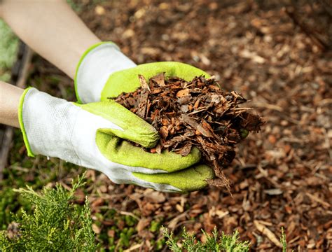 4 Best Mulches For Your Vegetable Garden - Backyard Boss