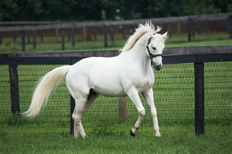 Tapit reaches $150 million in progeny earnings