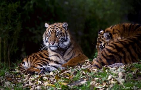 Sumatran Tiger Cubs - 1600x1018 Wallpaper - teahub.io