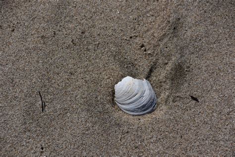 Shell In Beach Sand Free Stock Photo - Public Domain Pictures