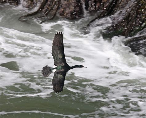 Pictures and information on Pelagic Cormorant