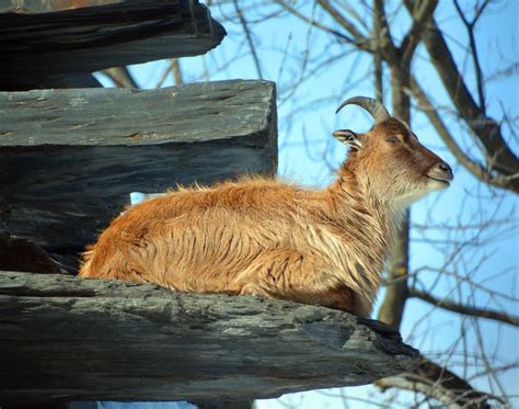 Tahrs are a Species of Large Asian Artiodactyl Ungulates Stock Photo - Image of habitat, large ...