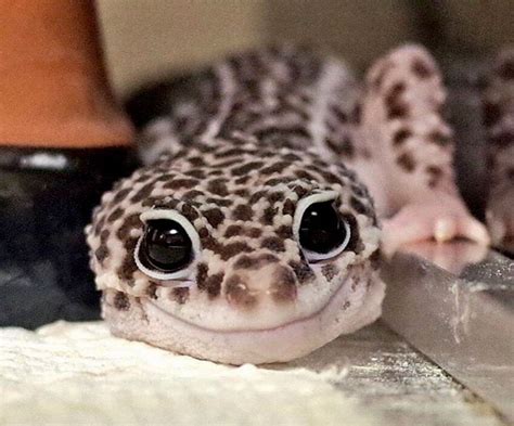 Nugget | Cute reptiles, Leopard gecko cute, Pet lizards