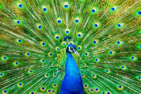 Peacock