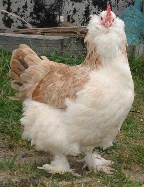 76 Chicken breeds- French ideas | chicken breeds, breeds, chicken