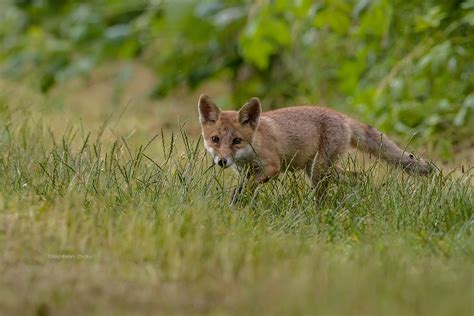 Encounter with a Red Fox cub » Focusing on Wildlife