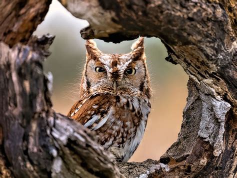 Where Do Eastern Screech Owls Live? (Habitat, Range +… | Birdfact