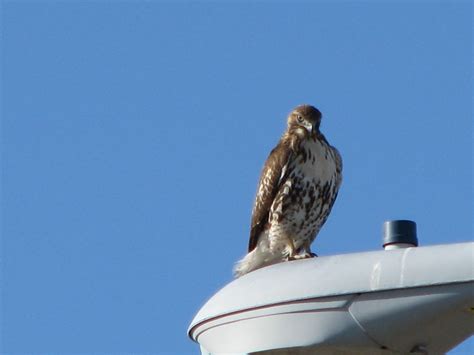 Streets Of Denver: Hawks and birds of prey