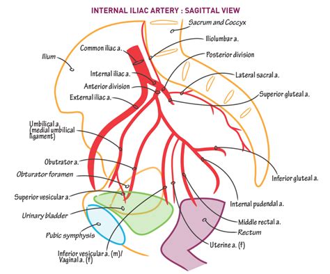 Superior Gluteal Nerve Anatomy