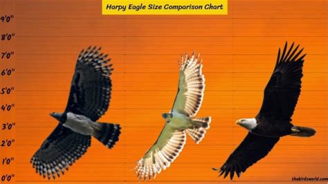 Harpy Eagle Size Explain: Compared With Human & Other Eagle