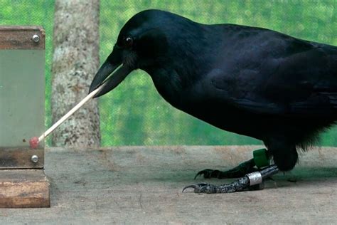 Like humans, crows are more optimistic after making tools to solve a problem – Harvard Gazette