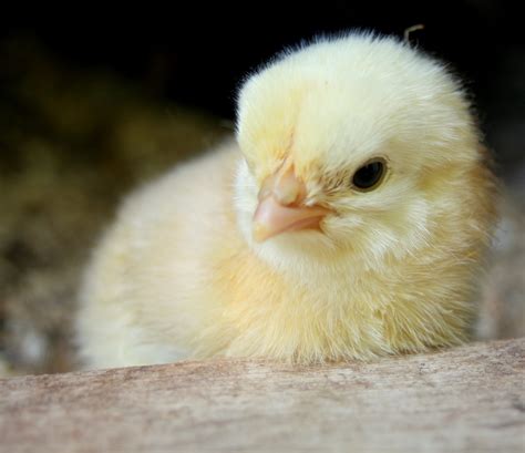 new baby chicks hatched! *WARNING: overload of cute pictures* | BackYard Chickens