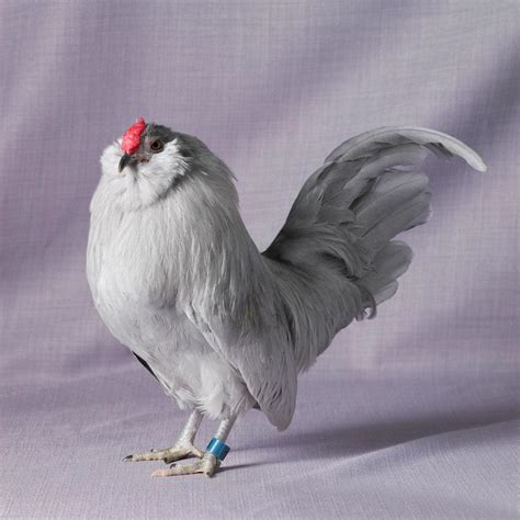 20 Amazing Rare Chicken Breeds With Special Characteristics | The Poultry Guide