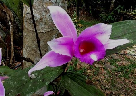 a purple flower is blooming in the forest