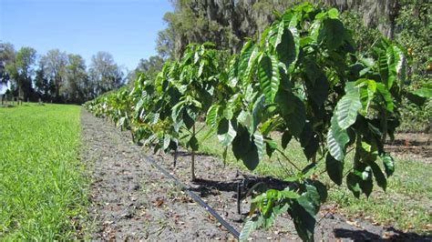 Fresh Coffee from Florida? Scientists are Brewing up the Possibility - Growing Produce