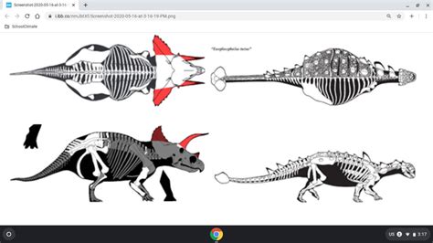 Triceratops vs Ankylosaurus by TriceratopsHorridus on DeviantArt