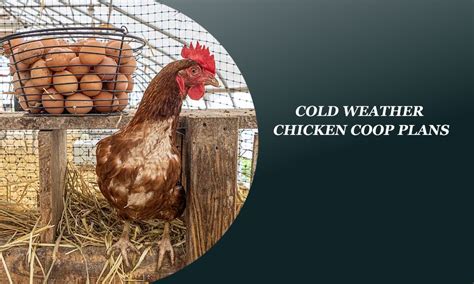 Cold Weather Chicken Coop Plans: Ensure Your Flock's Survival