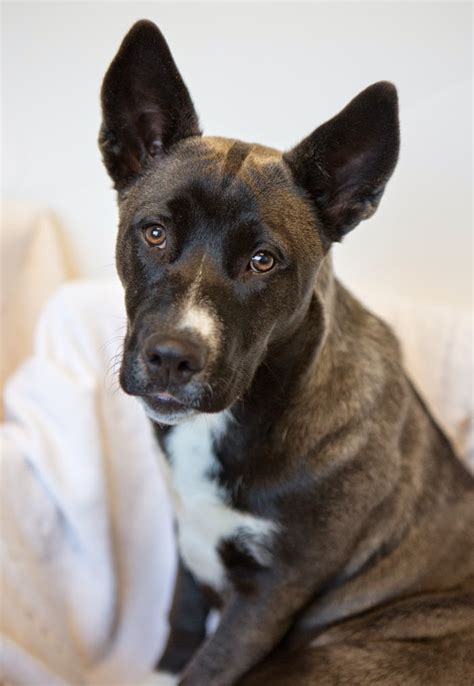 Shelter Dogs of Portland: "SHIMMER" delightful Akita mix puppy