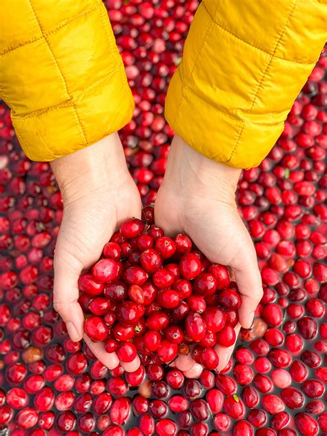 These Cranberry Bog Tours Need to be on your Fall Metro Vancouver ...