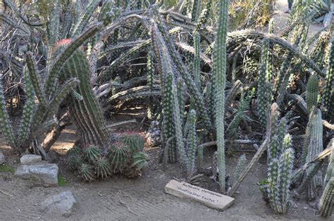 Magical Moorten Botanical Garden and Cactarium – Far Out Flora