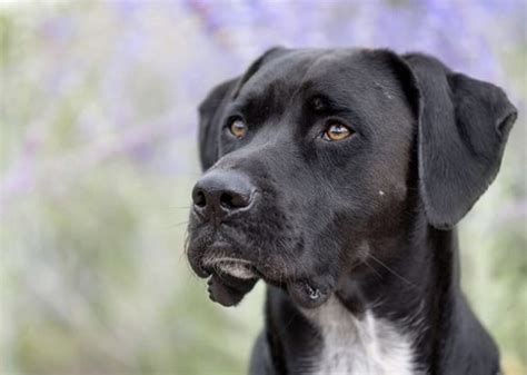 41 Loving Labrador Mixes: The Ultimate Lab Mix Guide