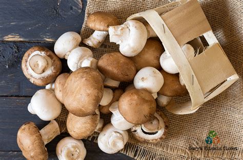 HEALTHY LIVING – Tagged "health benefits of mushrooms" – Gary's Vitamin ...