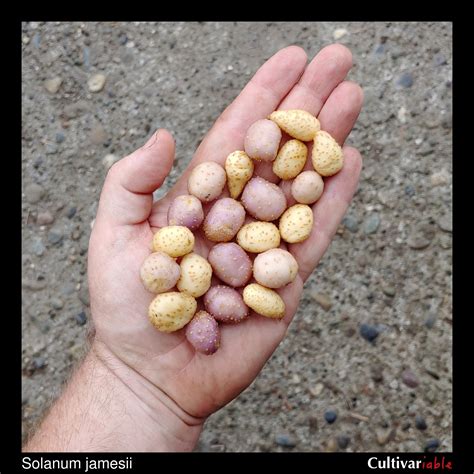 Solanum jamesii - How to Grow Wild Potatoes - Cultivariable