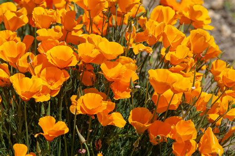 Popular Orange Flower Varieties