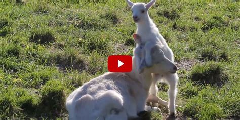 Baby Goat Trying to Play With Mother - Cute Goat Video