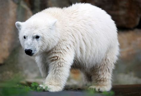 Polar bear Knut faces diet without croissants