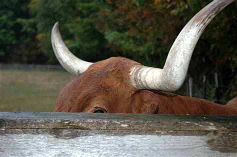 Bull Horns Photograph by LeeAnn McLaneGoetz McLaneGoetzStudioLLCcom