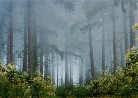 Foggy Forest Backgrounds Free Download | PixelsTalk.Net