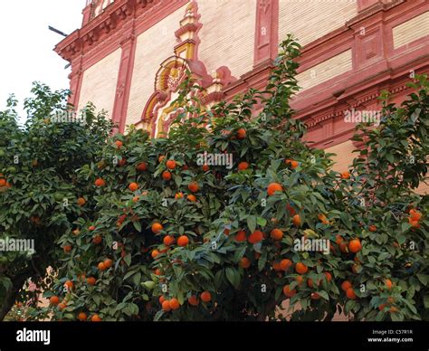 Orange trees in Seville, Spain Stock Photo - Alamy