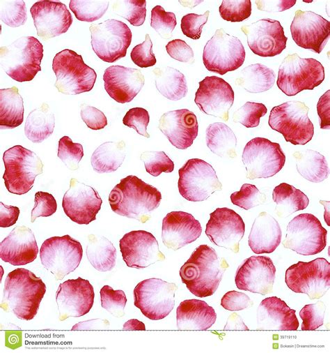 rose petal drawing - Google Search | Rose petals drawing, Watercolor rose, Watercolor illustration